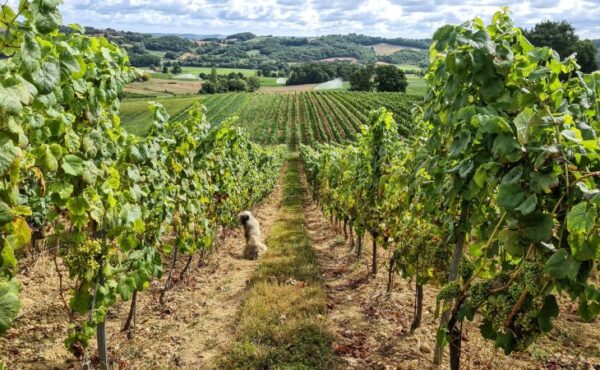 Francuska sielanka – na winnym szlaku Bordeaux i Gaskonii