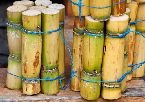 Trzcina cukrowa przygotowana do dalszej obróbki. Fot. Shutterstock