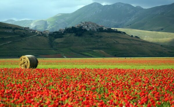Ekologiczne składniki produktów Kemon