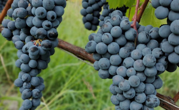 Wino włoskie i produkty BIO – idealne połączenie smaku, tradycji i jakości