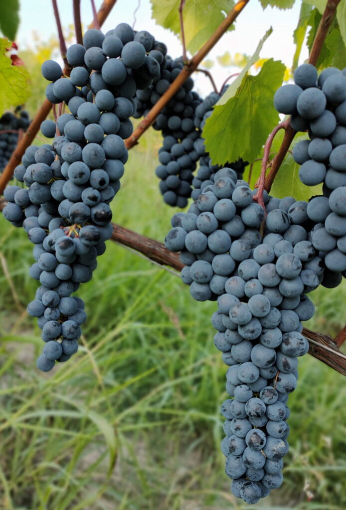 Wino włoskie i produkty BIO – idealne połączenie smaku, tradycji i jakości